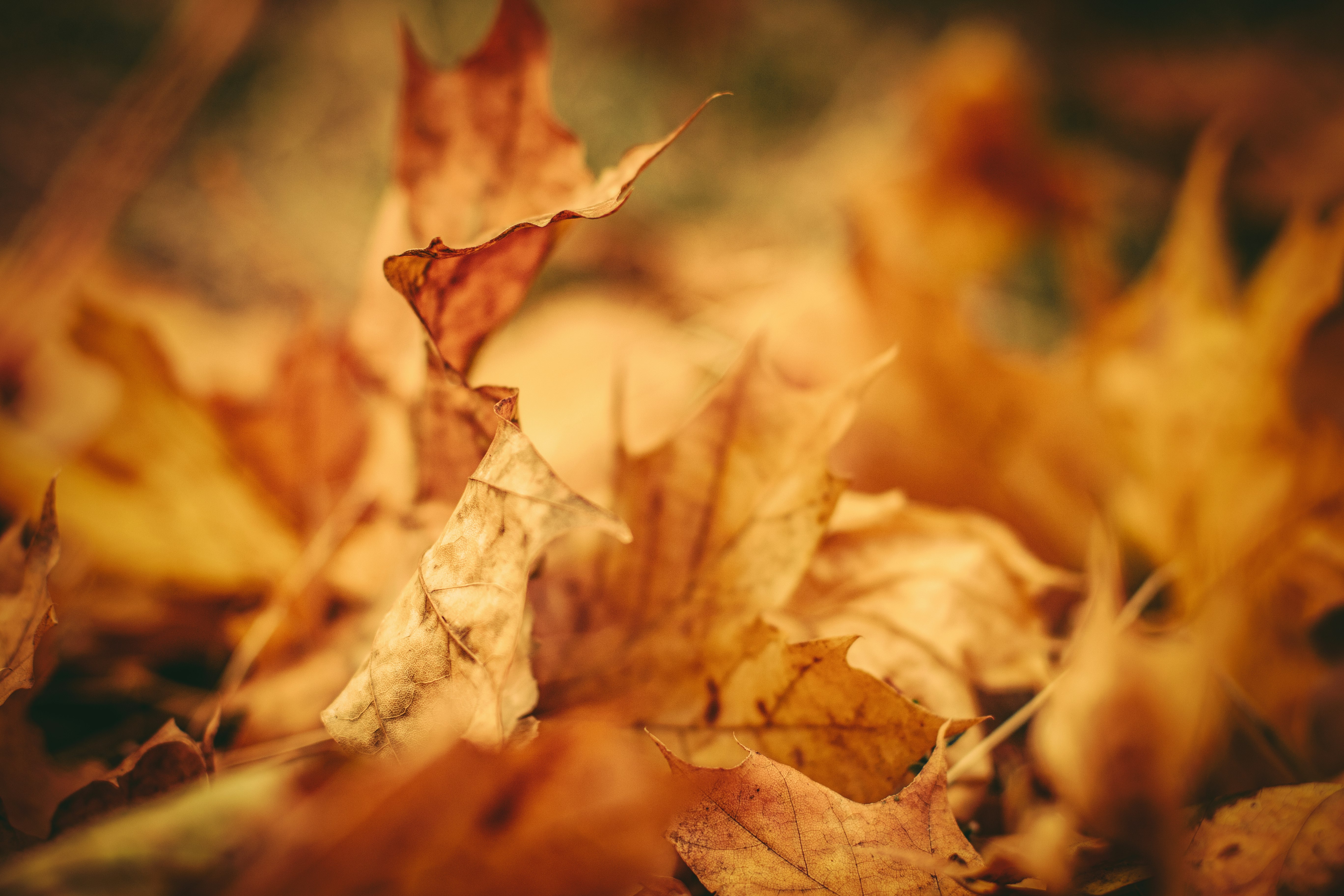 brown dried leaves in tilt shift lens